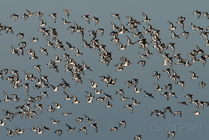 Oystercatcher - K.jpg - Oystercatchers flying - Norfolk